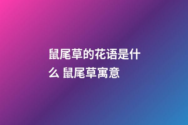 鼠尾草的花语是什么 鼠尾草寓意